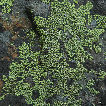 Image of largespore map lichen