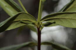 Image of Cyclophyllum balansae (Baill.) Guillaumin