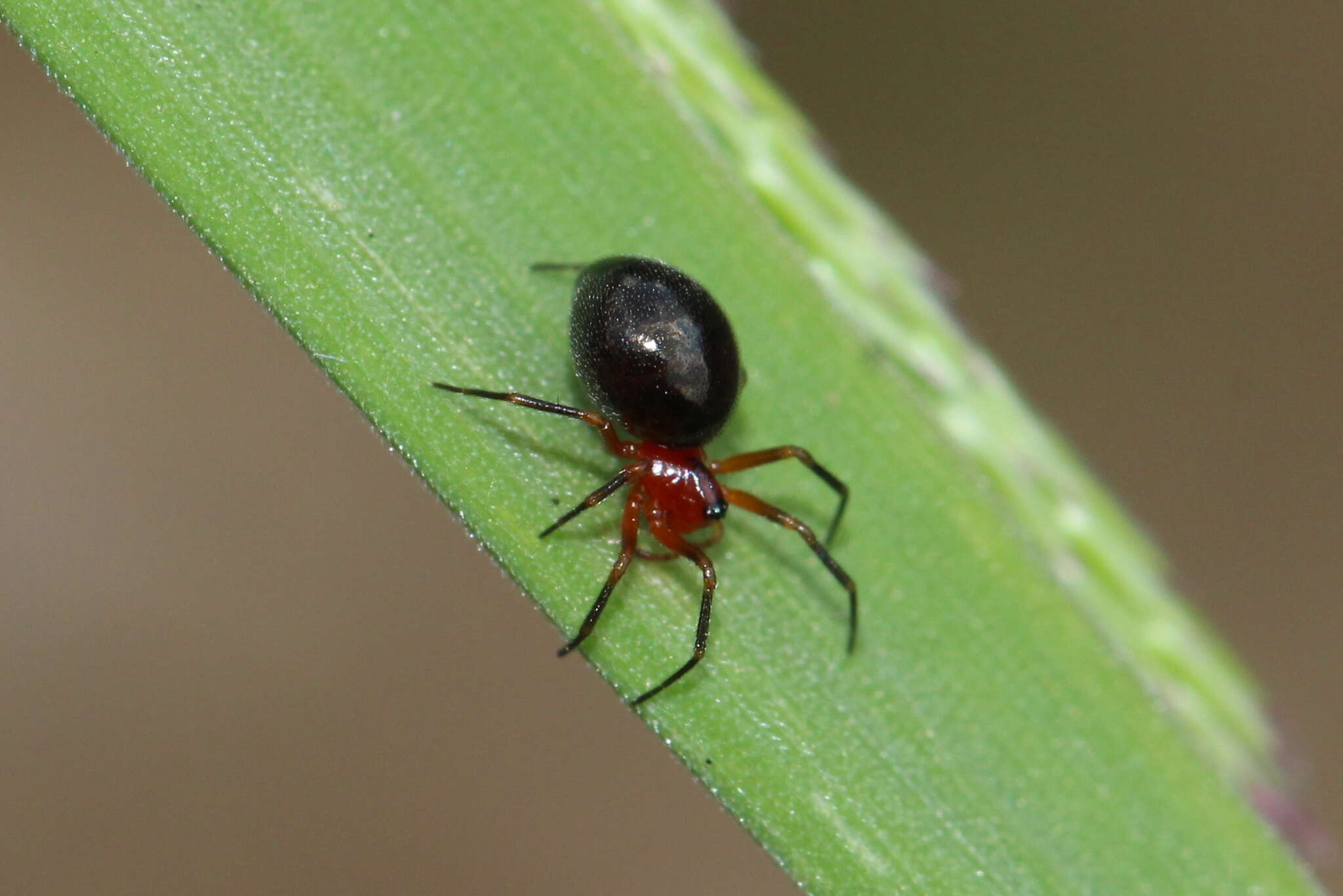 Trematocephalus resmi