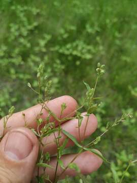 Слика од Veronica anagalloides Guss.