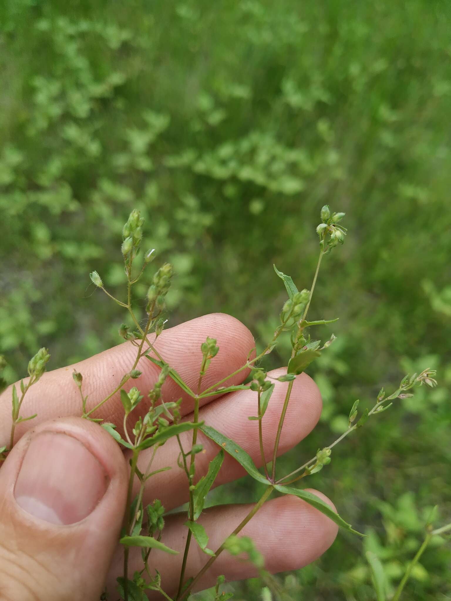 Image of Veronica anagalloides Guss.