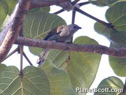 Image of Lesser Honeyguide