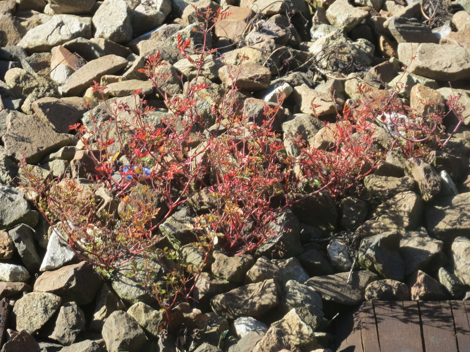 Imagem de Geranium robertianum L.