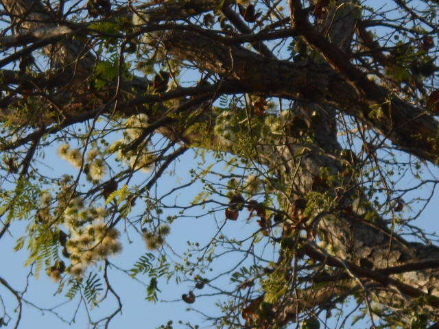 Plancia ëd Chloroleucon tenuiflorum (Benth.) Barneby & J. W. Grimes