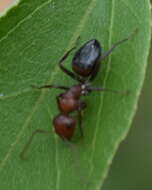 Image of Camponotus thales Forel 1910