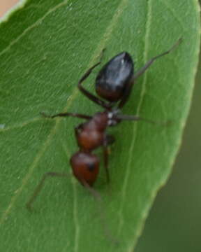 Image de Camponotus thales Forel 1910