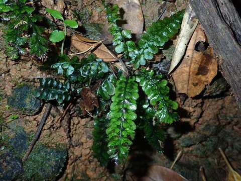 Cephalomanes javanicum var. asplenioides (C. Presl) K. Iwats.的圖片