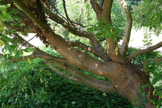 Image of Alpine Laburnum