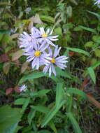 Image of smooth blue aster