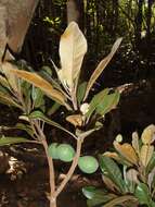 Image of Pycnandra acuminata (Pierre ex Baill.) Swenson & Munzinger