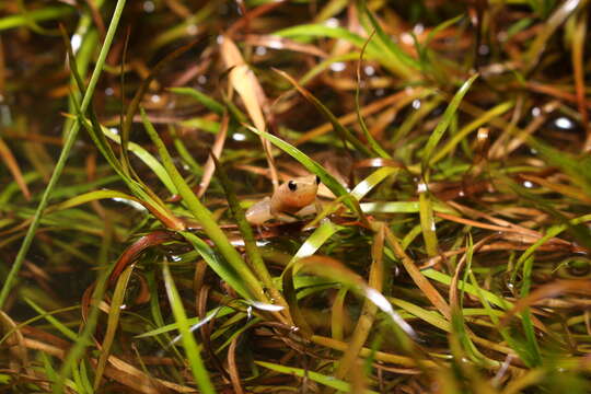 Image of Black-spotted Tree Frog