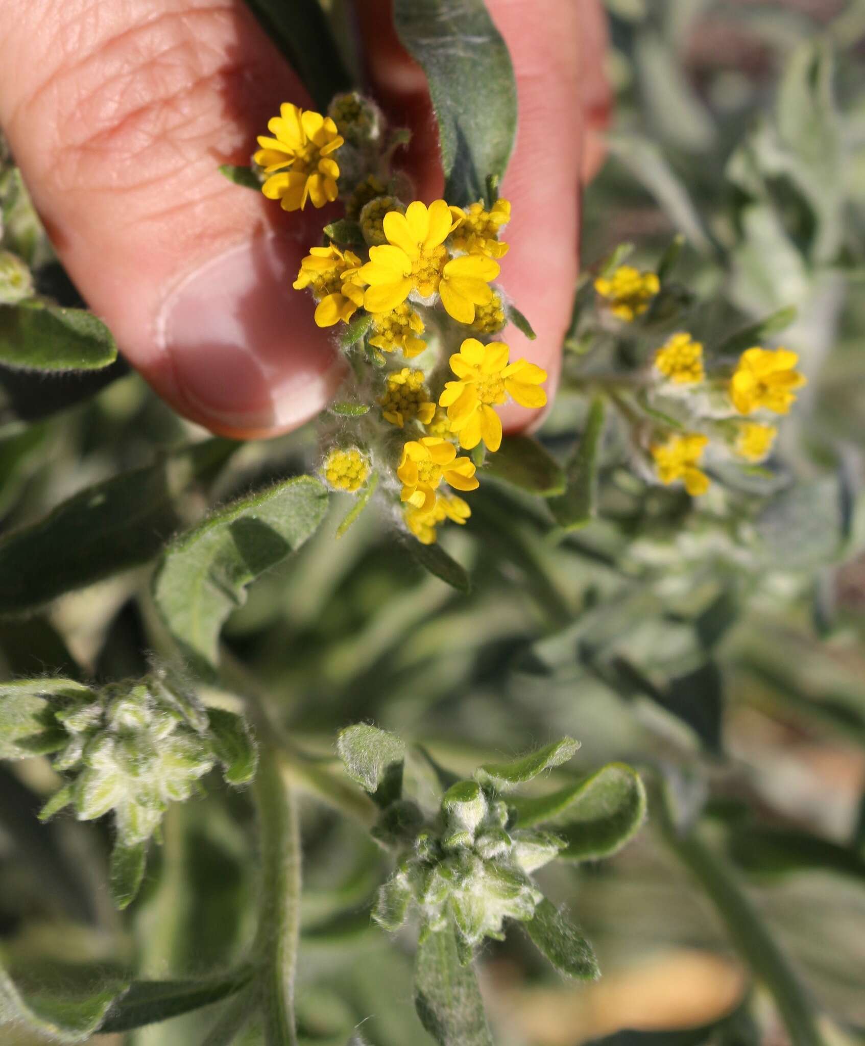 Image of woolly paperflower