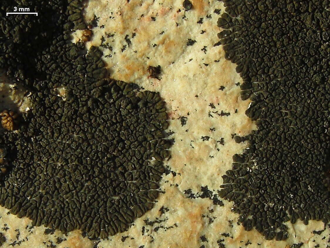 Image of mountain lichen