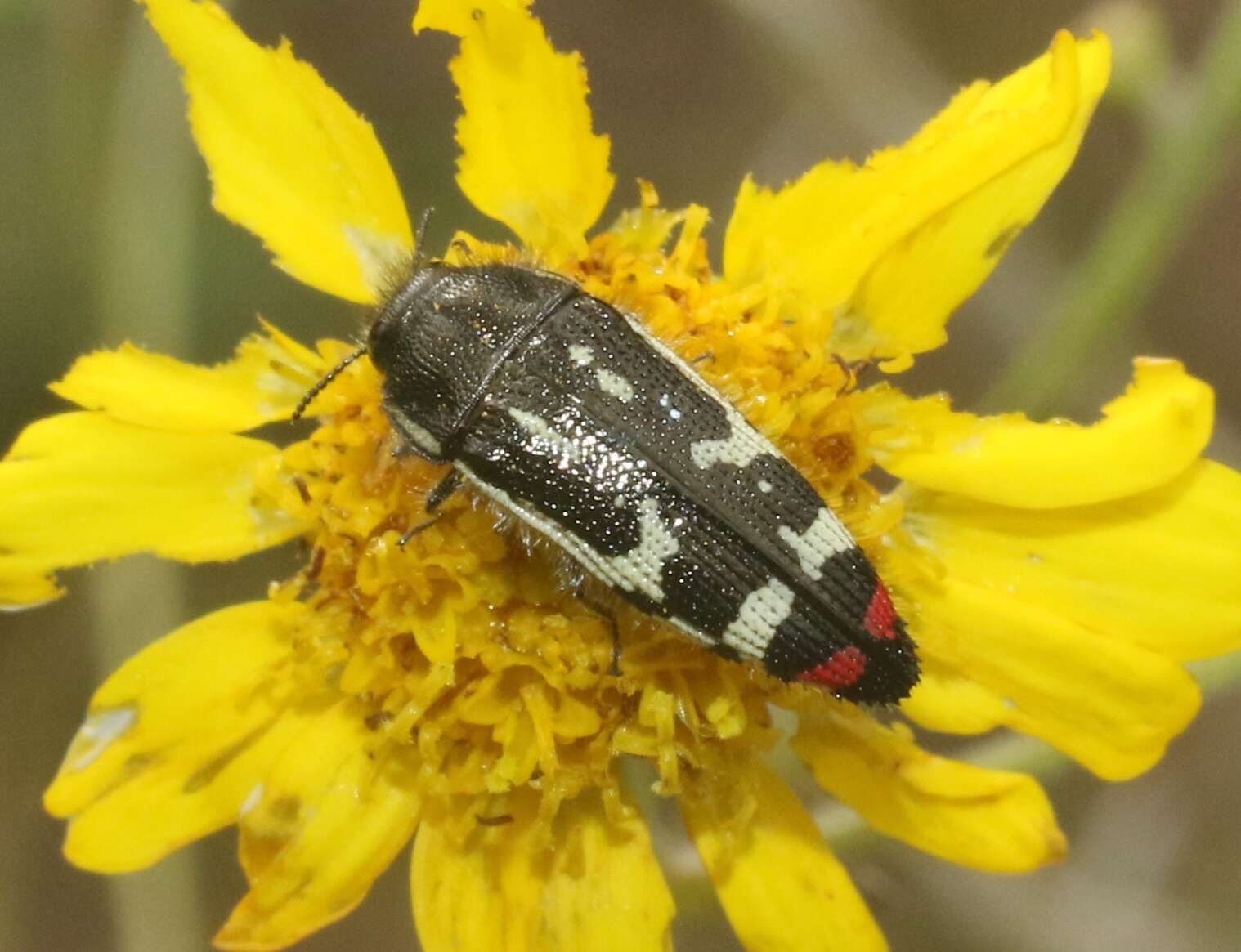 Image of Acmaeodera amabilis Horn 1878