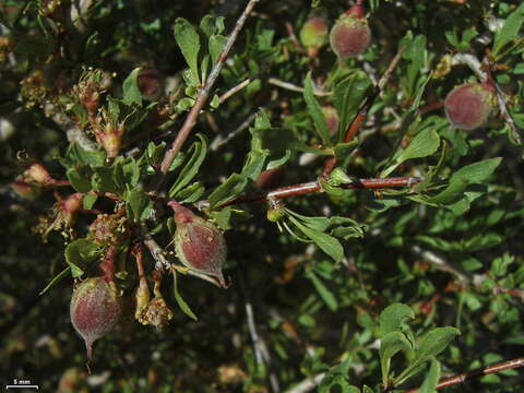 Image de Prunus andersonii Gray