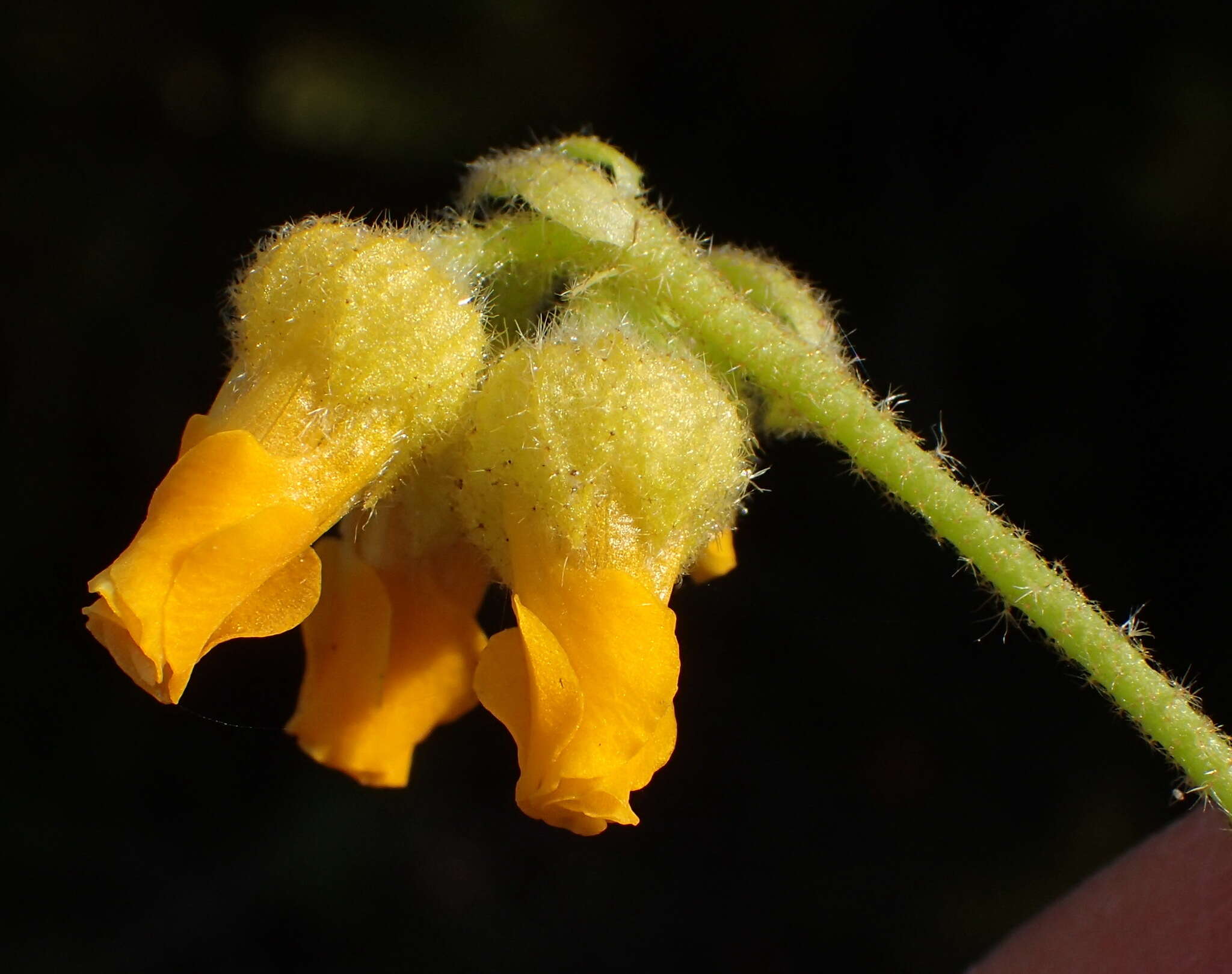 Image of Hermannia decumbens Willd.