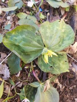 صورة Trillium luteum (Muhl.) Harb.