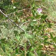 Image of thicket globemallow