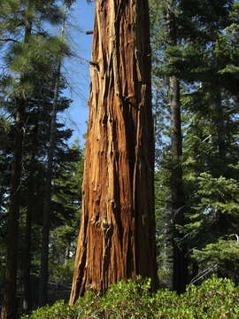 Image of Incense-cedar