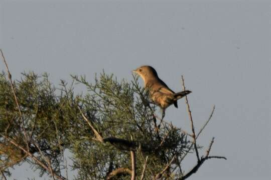 Image of Menetries's Warbler