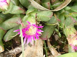 Image of Carpobrotus modestus S. T. Blake