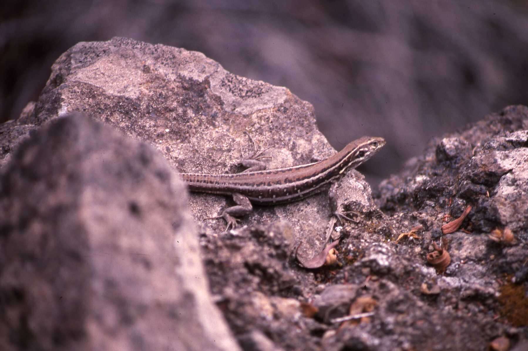 Image of Tenerife Lizard