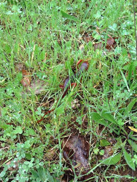 Image of Sierra newt