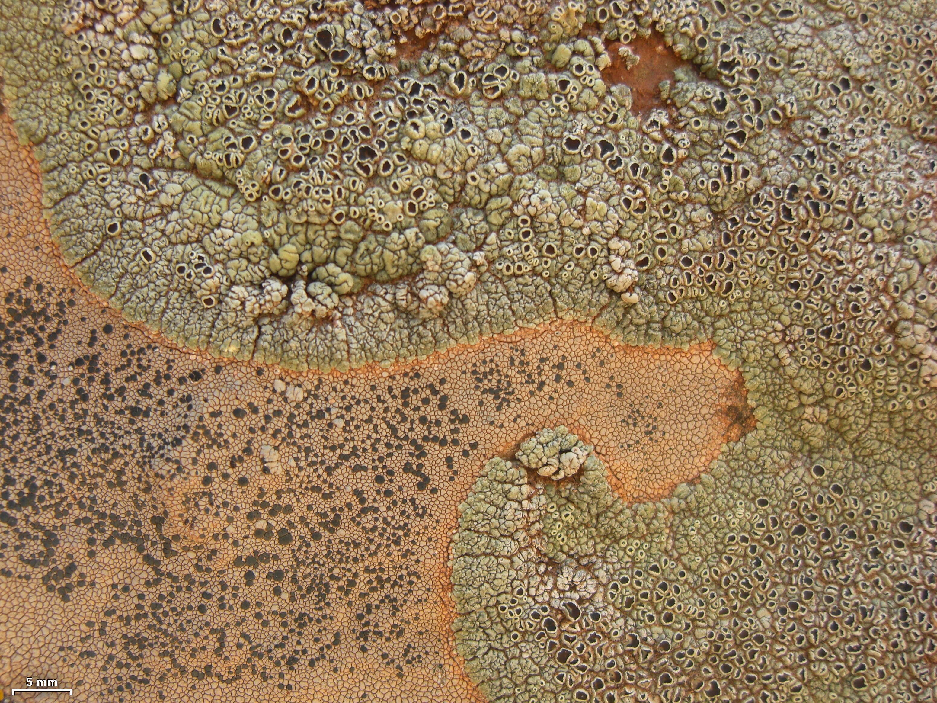 Image of Varying rim-lichen;   Rim lichen
