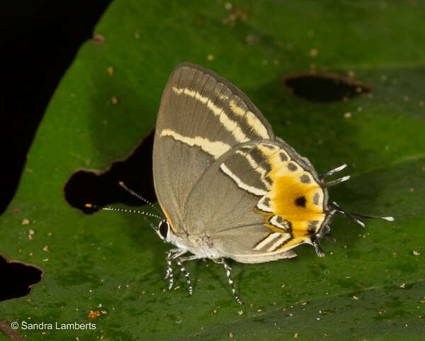 Image of Terenthina terentia