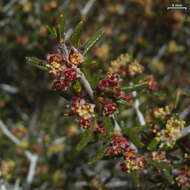 Imagem de Cercocarpus intricatus S. Wats.