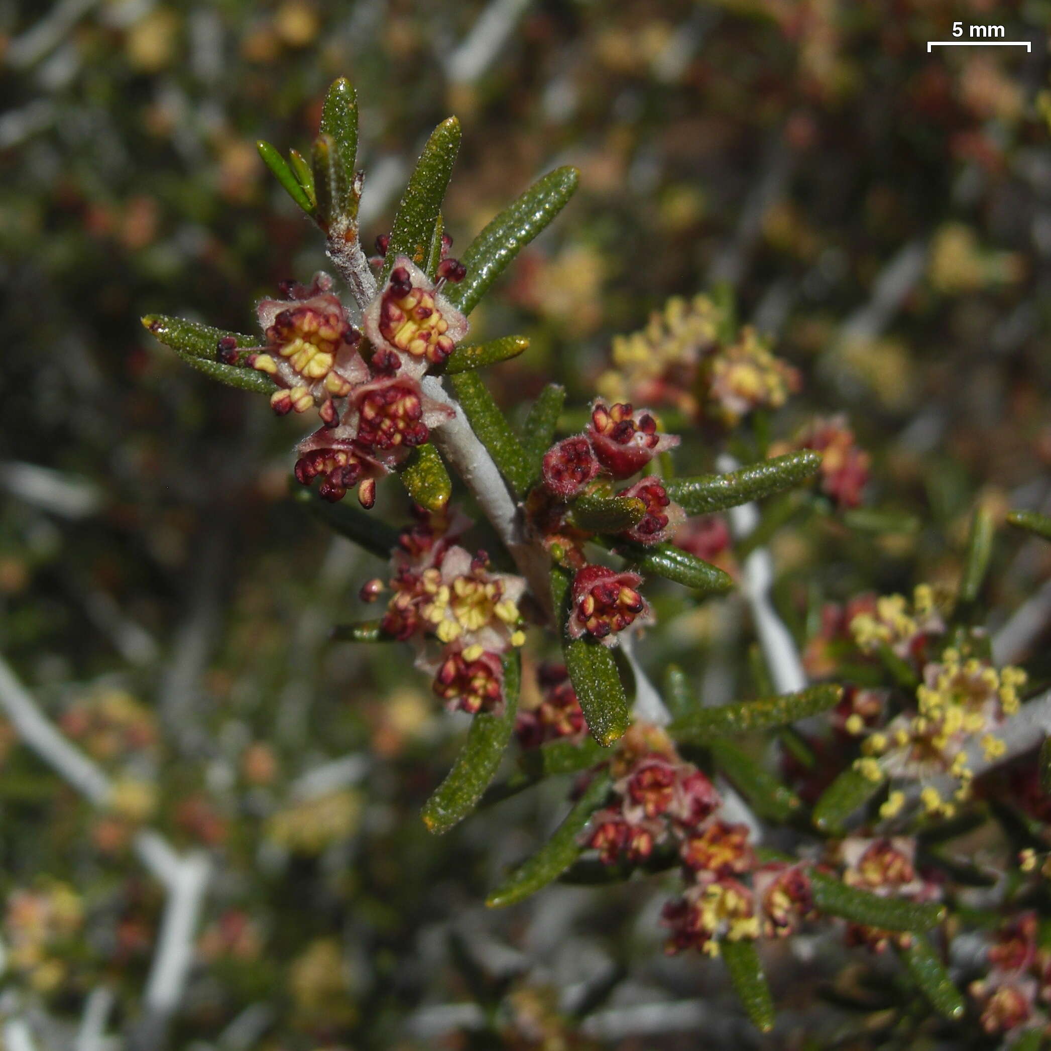 Image of littleleaf mountain mahogany