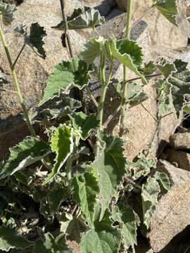 Imagem de Abutilon parishii S. Wats.