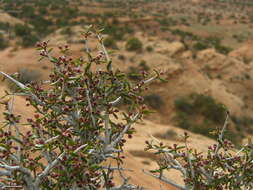 Imagem de Cercocarpus intricatus S. Wats.