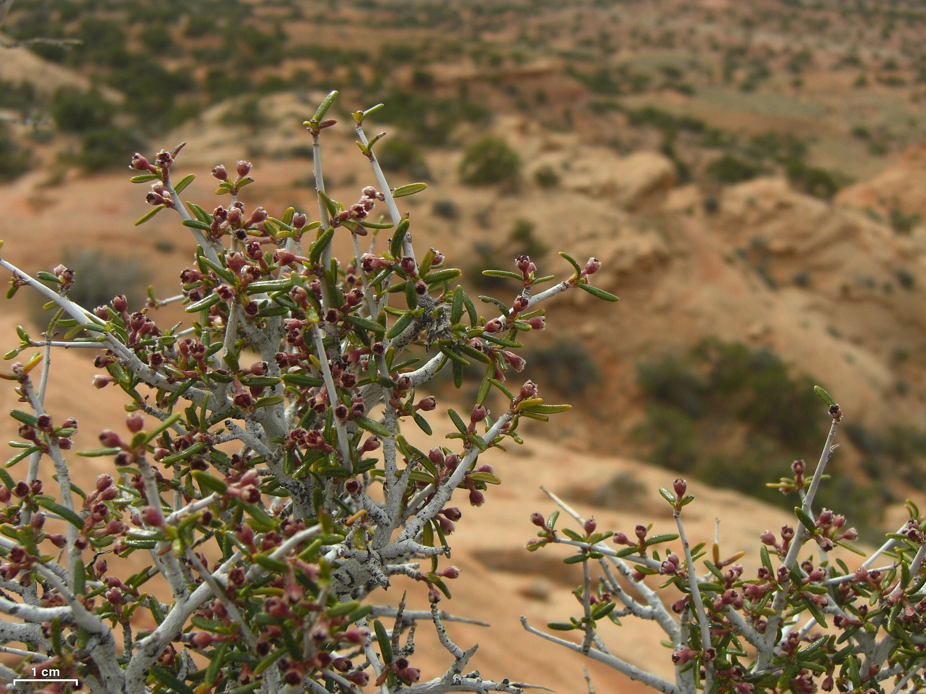 Image of littleleaf mountain mahogany