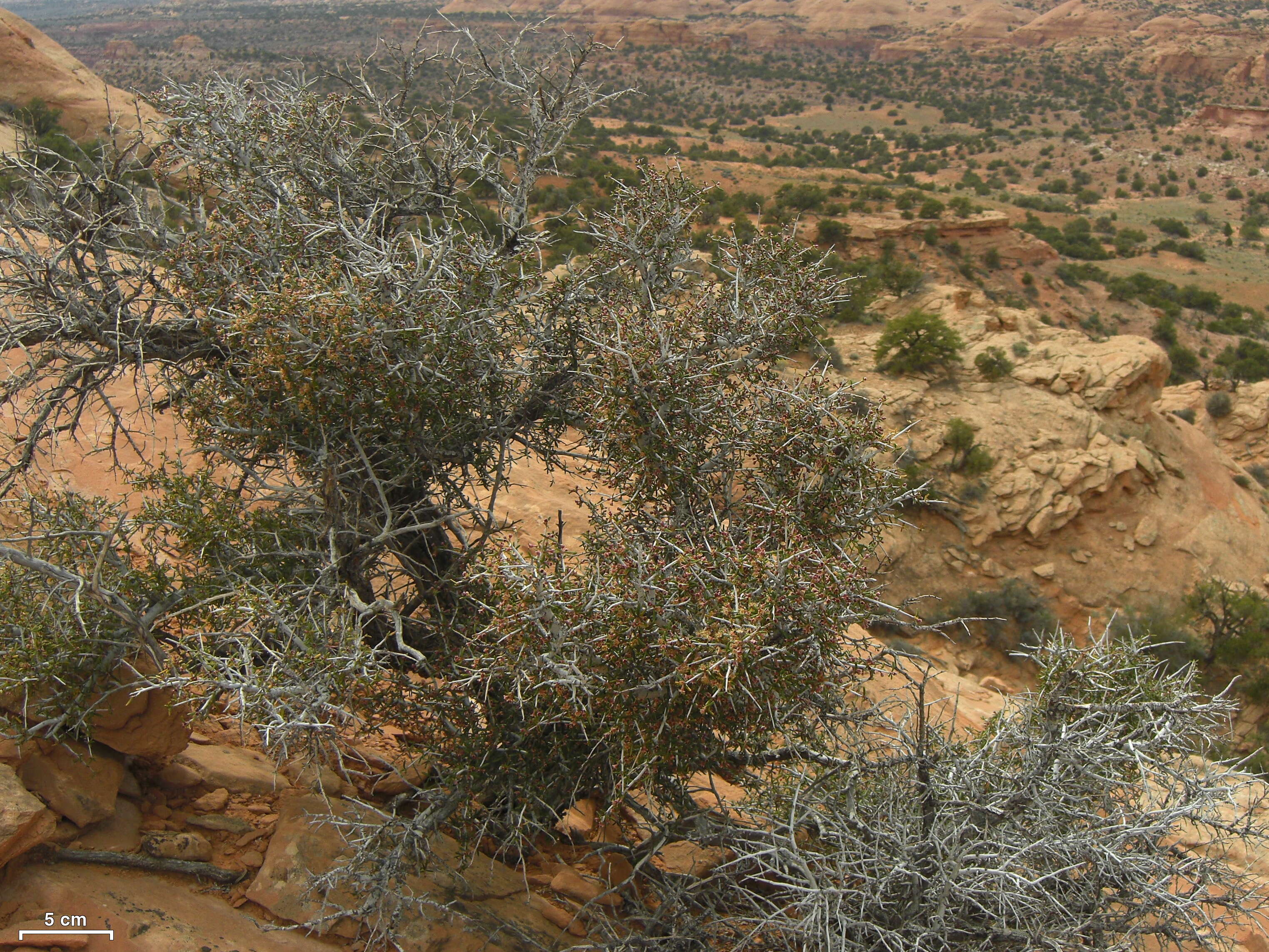 Image of littleleaf mountain mahogany