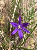 Sivun Brodiaea elegans subsp. hooveri Niehaus kuva