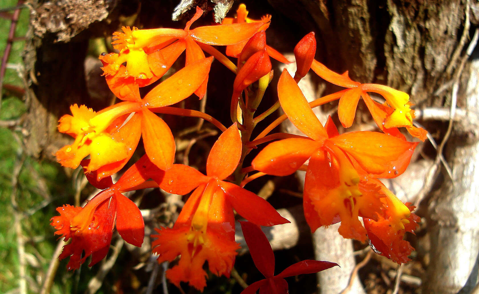 Plancia ëd Epidendrum radicans Pav. ex Lindl.