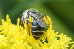 Image of Callandrena Cockerell 1898