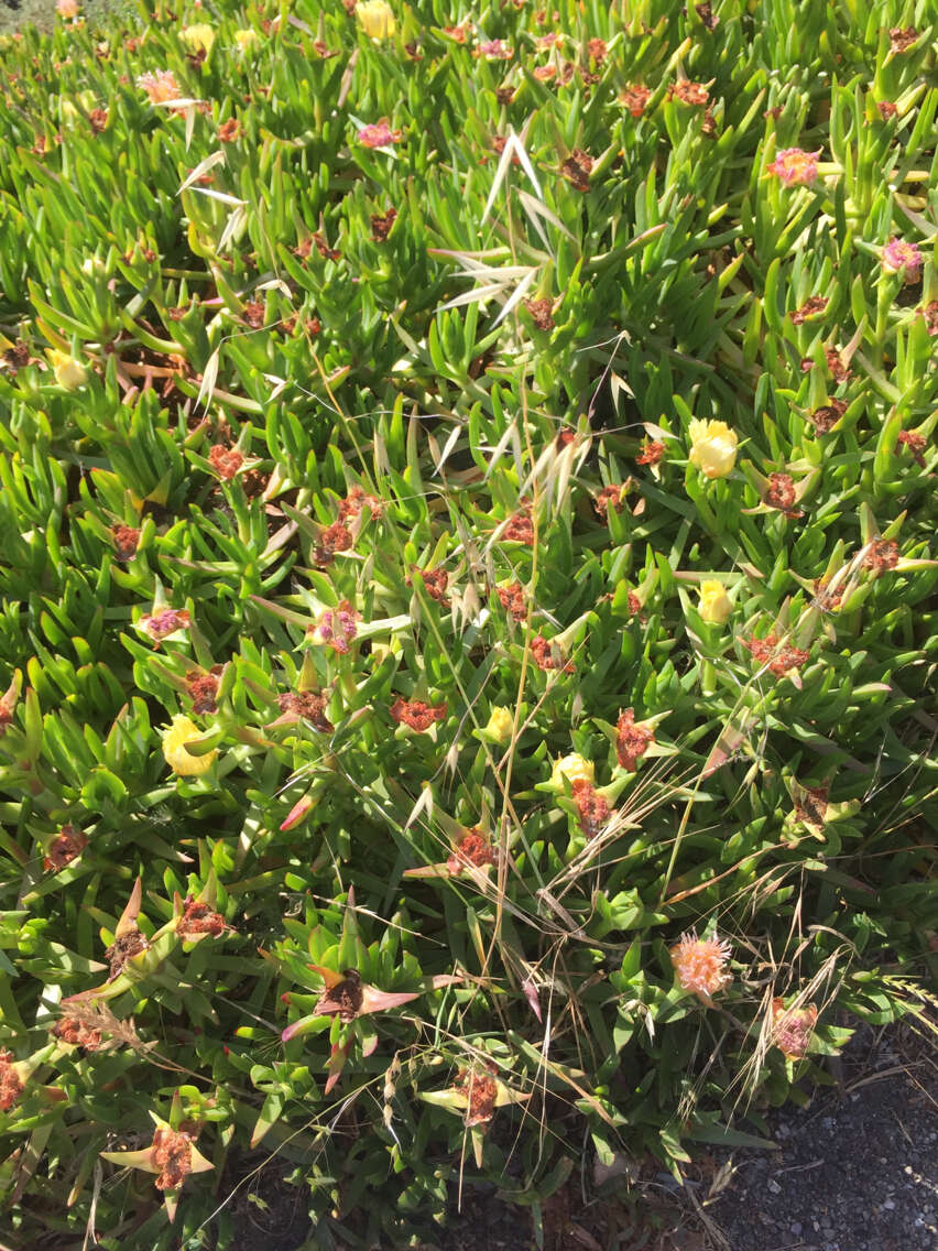 Image of wild oat