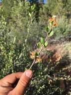 Image of wild crab apple