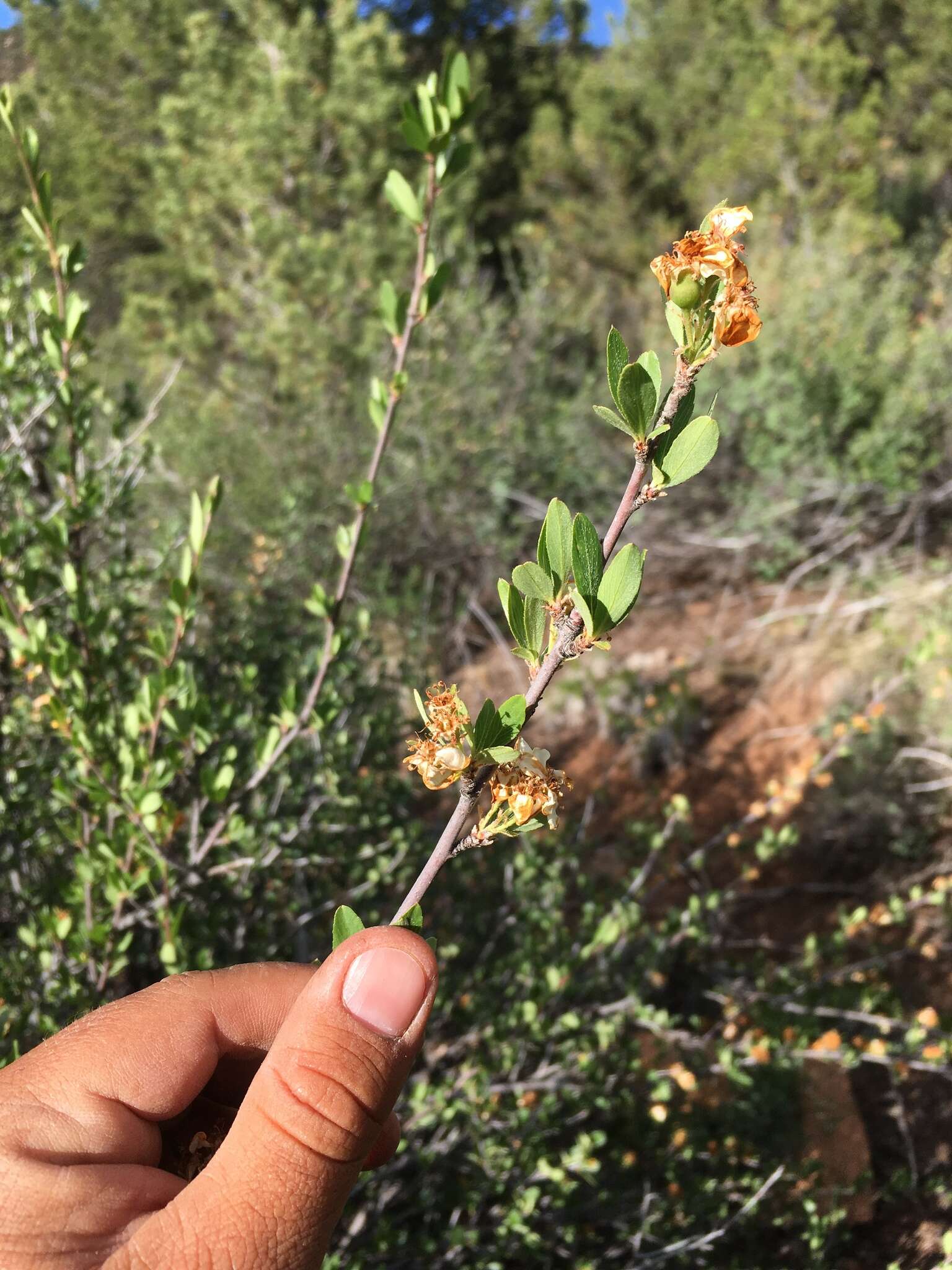 Peraphyllum ramosissimum Nutt. ex Torr. & Gray的圖片