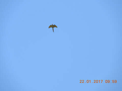 Image of Military Macaw