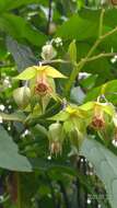 Image of Trichodesma calycosum var. formosanum (Matsum.) I. M. Johnst.