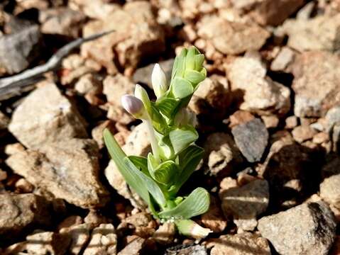 Image of Lapeirousia pyramidalis subsp. pyramidalis