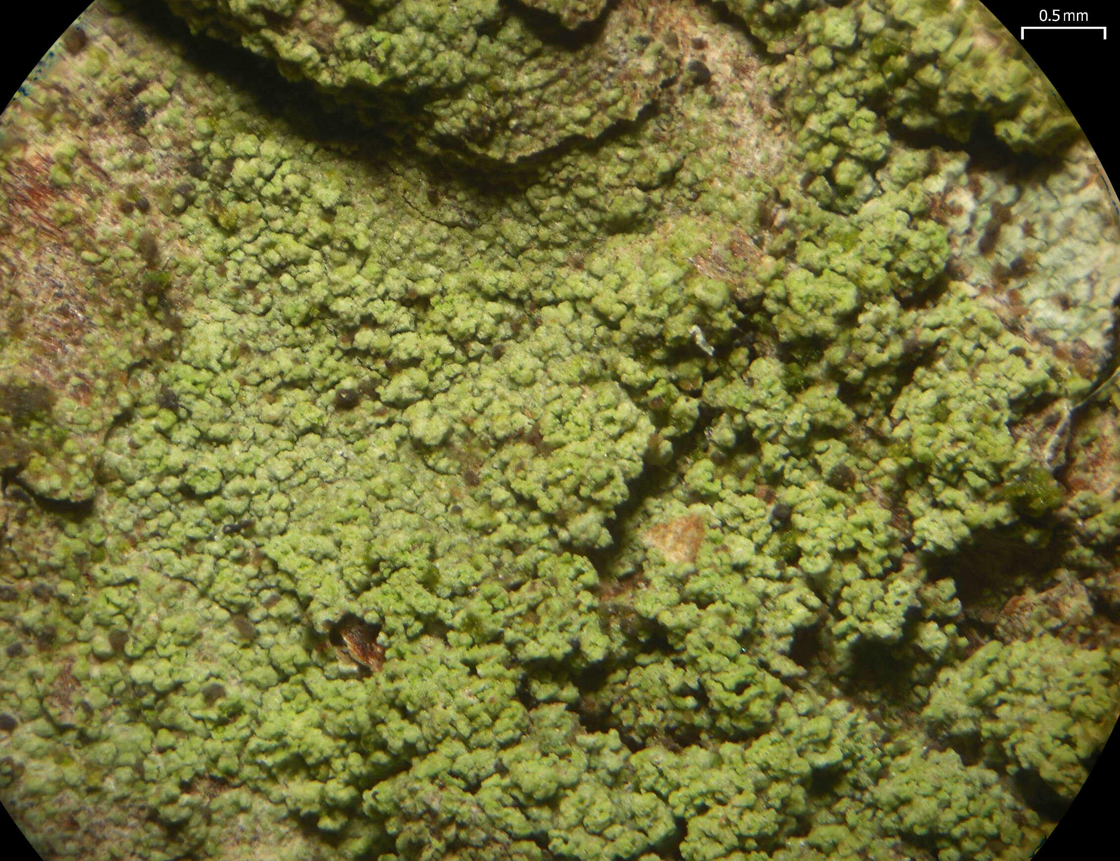 Image of ropalospora lichen