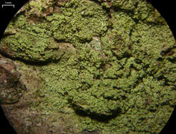 Image of ropalospora lichen