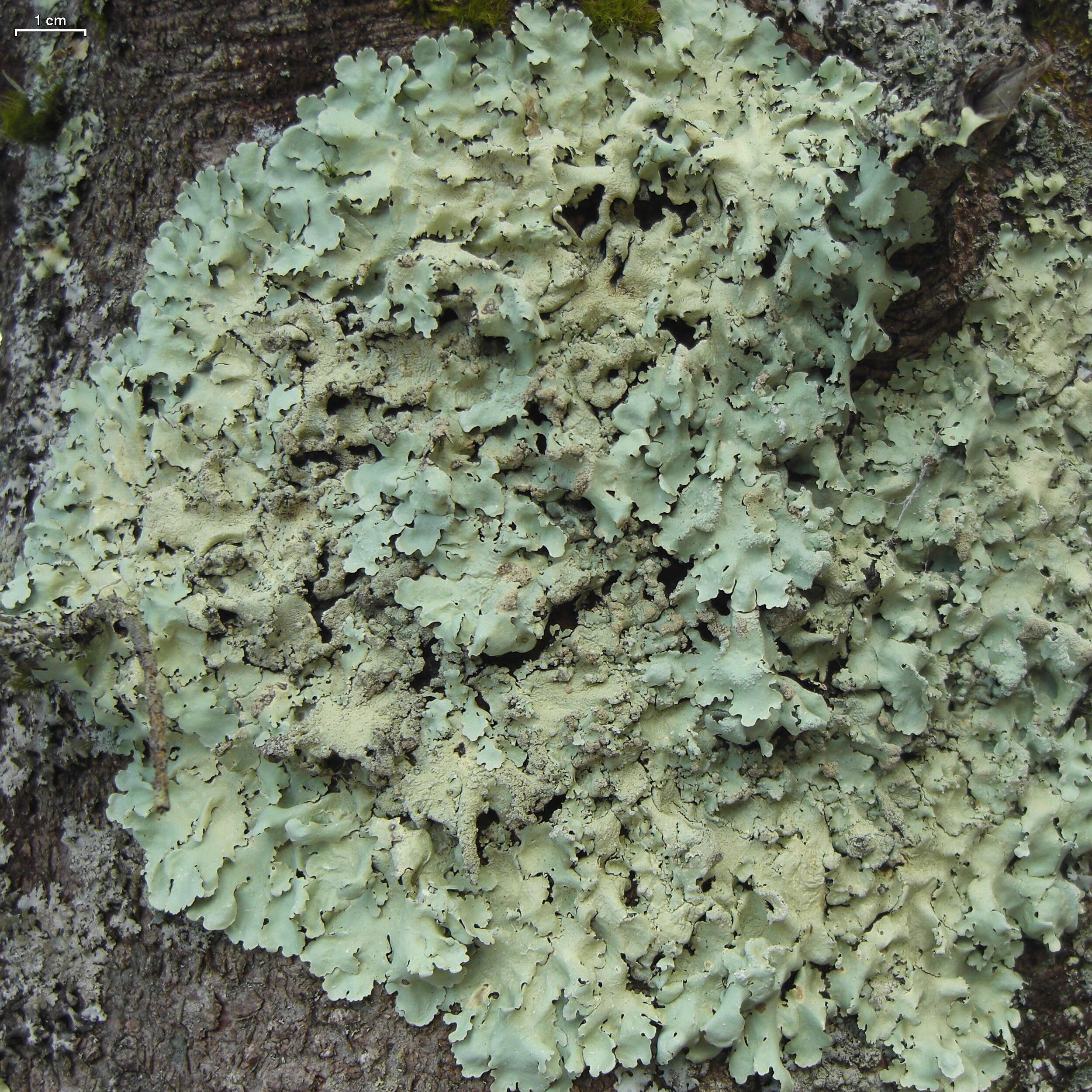 Image of Common greenshield lichen