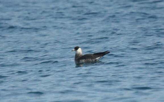 Image of Pomarine Jaeger