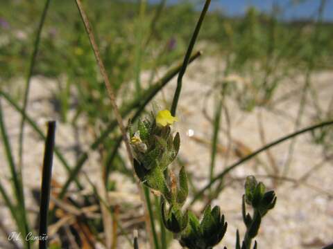 Plancia ëd Linaria arenaria DC.