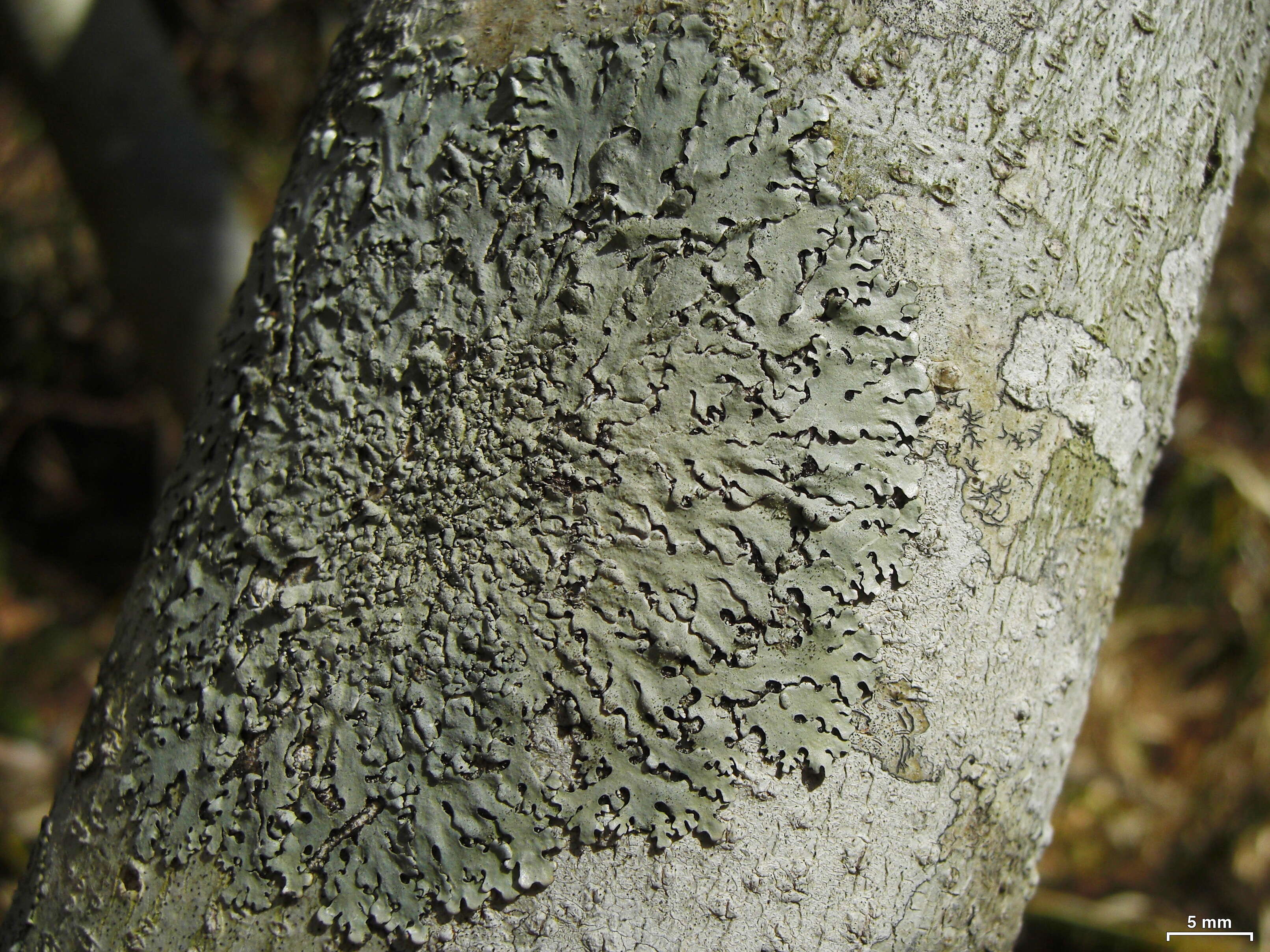 Image of bulbothrix lichen